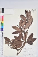 藏品(森氏杜鵑、森氏滿江紅)的圖片