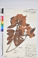 藏品(桃葉杜鵑)的圖片