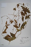 藏品(通天蓮)的圖片