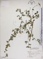 藏品(恆春金午時花)的圖片