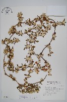 藏品(匙葉蓮子草)的圖片