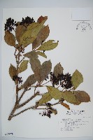 藏品(珊瑚樹)的圖片