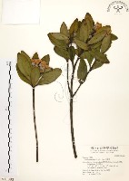 藏品(大頭茶)的圖片