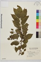 藏品(桶鉤藤)的圖片