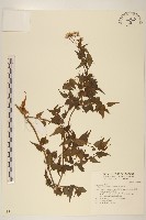 藏品(腺葉澤蘭)的圖片