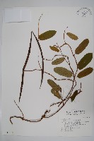 藏品(隱鱗藤)的圖片