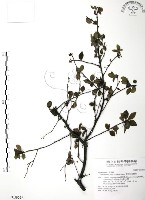 藏品(燈稱花、烏雞骨)的圖片