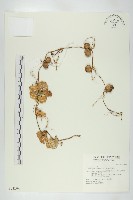 藏品(雙輪瓜)的圖片