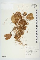 藏品(菟絲子)的圖片