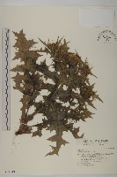 藏品(小薊)的圖片