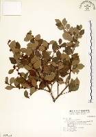 藏品(內苳子)的圖片