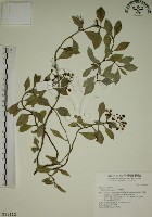 藏品(拎壁龍)的圖片