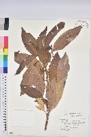 藏品(假鐵莧)的圖片