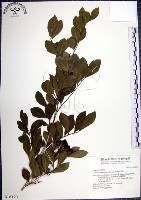 藏品(月橘)的圖片