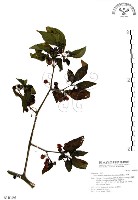 藏品(龍珠)的圖片