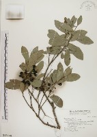 藏品(魯花樹)的圖片