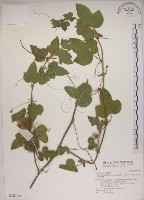 藏品(台南毛西番蓮)的圖片