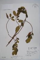 藏品(武靴藤)的圖片