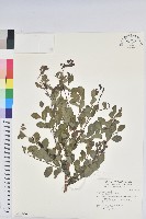 藏品(紅仔珠)的圖片