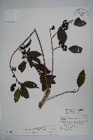 藏品(鐵冬青)的圖片