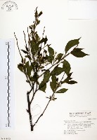 藏品(烏皮九芎、奮起湖野茉莉)的圖片