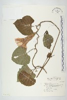 藏品(大萼旋花)的圖片