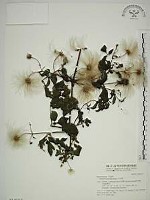 藏品(小木通)的圖片