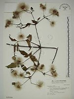 藏品(小木通)的圖片