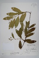 藏品(大錦蘭)的圖片