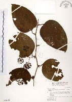 藏品(糙莖菝契)的圖片