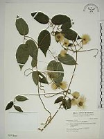 藏品(銹毛鐵線蓮)的圖片