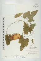 藏品(王瓜)的圖片