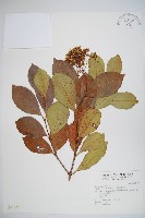 藏品(珊瑚樹)的圖片