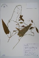 藏品(通天蓮)的圖片