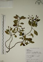 藏品(拎壁龍)的圖片