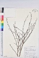 藏品(披針葉饅頭果)的圖片