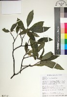 藏品(薄葉玉心花)的圖片