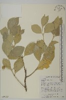 藏品(淡綠葉衛矛)的圖片