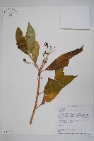 藏品(蘿芙木)的圖片