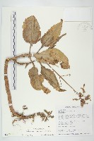 藏品(倒吊蓮、匙葉燈籠草)的圖片