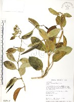 藏品(爬森藤)的圖片