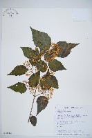 藏品(呂宋莢迷)的圖片