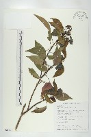 藏品(薯豆)的圖片