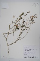 藏品(槍刀菜)的圖片