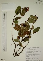 藏品(猿尾藤)的圖片