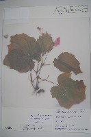 藏品(南台灣秋海棠)的圖片