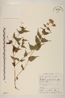 藏品(木澤蘭)的圖片