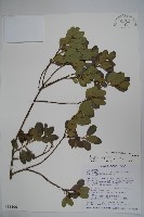 藏品(倒卵葉冬青、金平氏冬青)的圖片