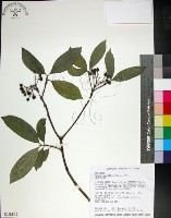 藏品(薄葉玉心花)的圖片