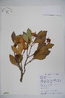 藏品(珊瑚樹)的圖片